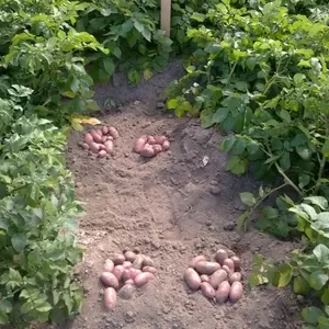семенной картофель для Профессионалов Тернопольщины