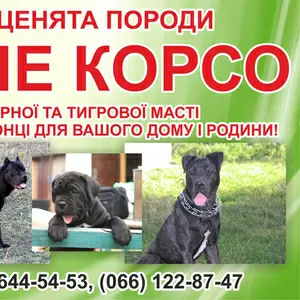 Кане корсо щеночки для продажи