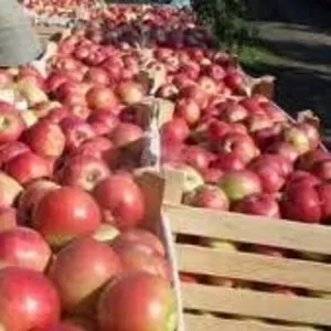 Продам яблоки со своего сада