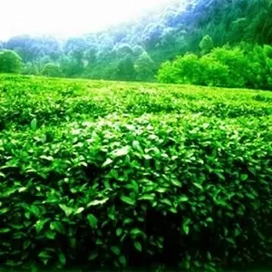 Контейнерные поставки чая,  провинция Анхой,  Китай