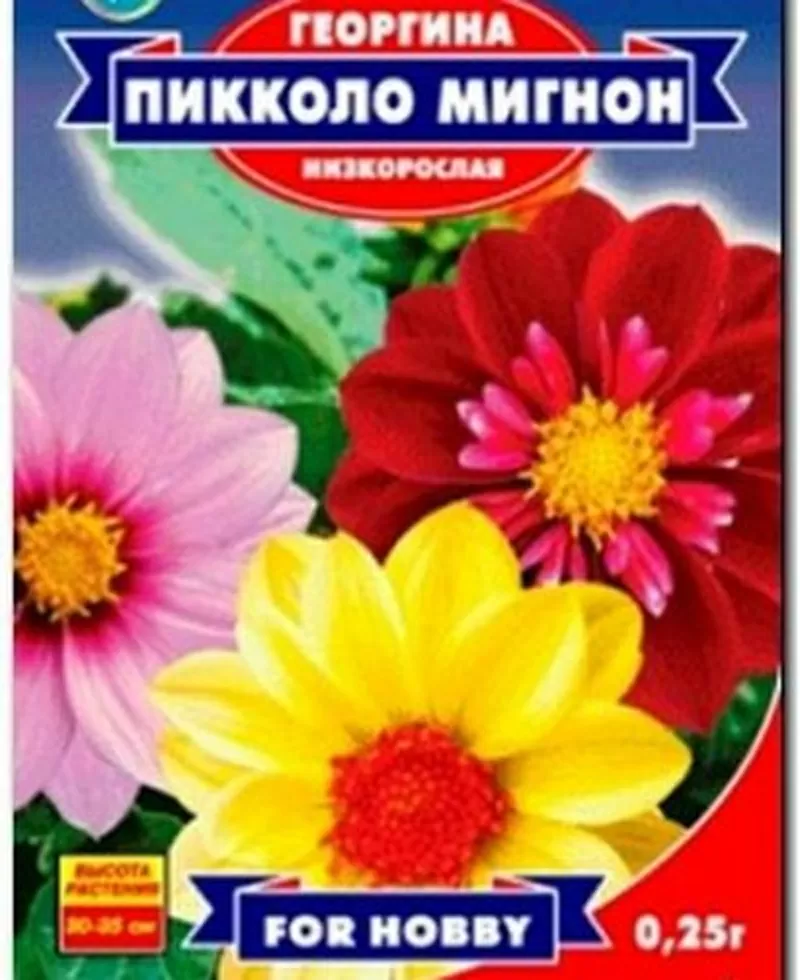 Насіння жоржини махрової низькорослої «Пікколо Мігнон» 