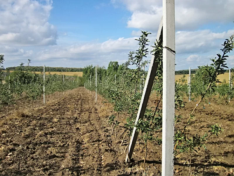 Продам столбики бетонные для садов,  виноградников