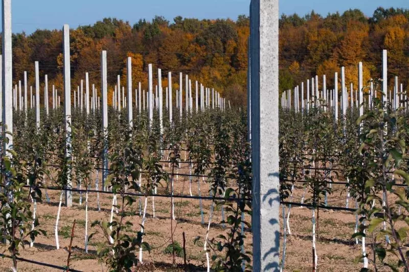 Продам столбики бетонные для садов,  виноградников